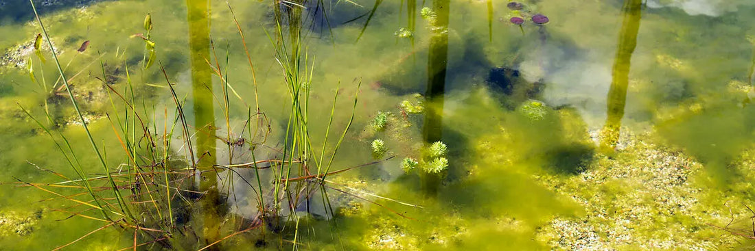 Fadenalgen im Teich
