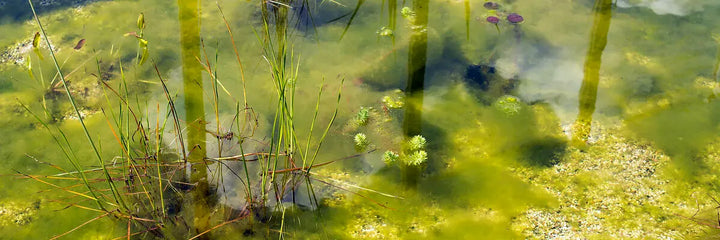 Fadenalgen im Teich